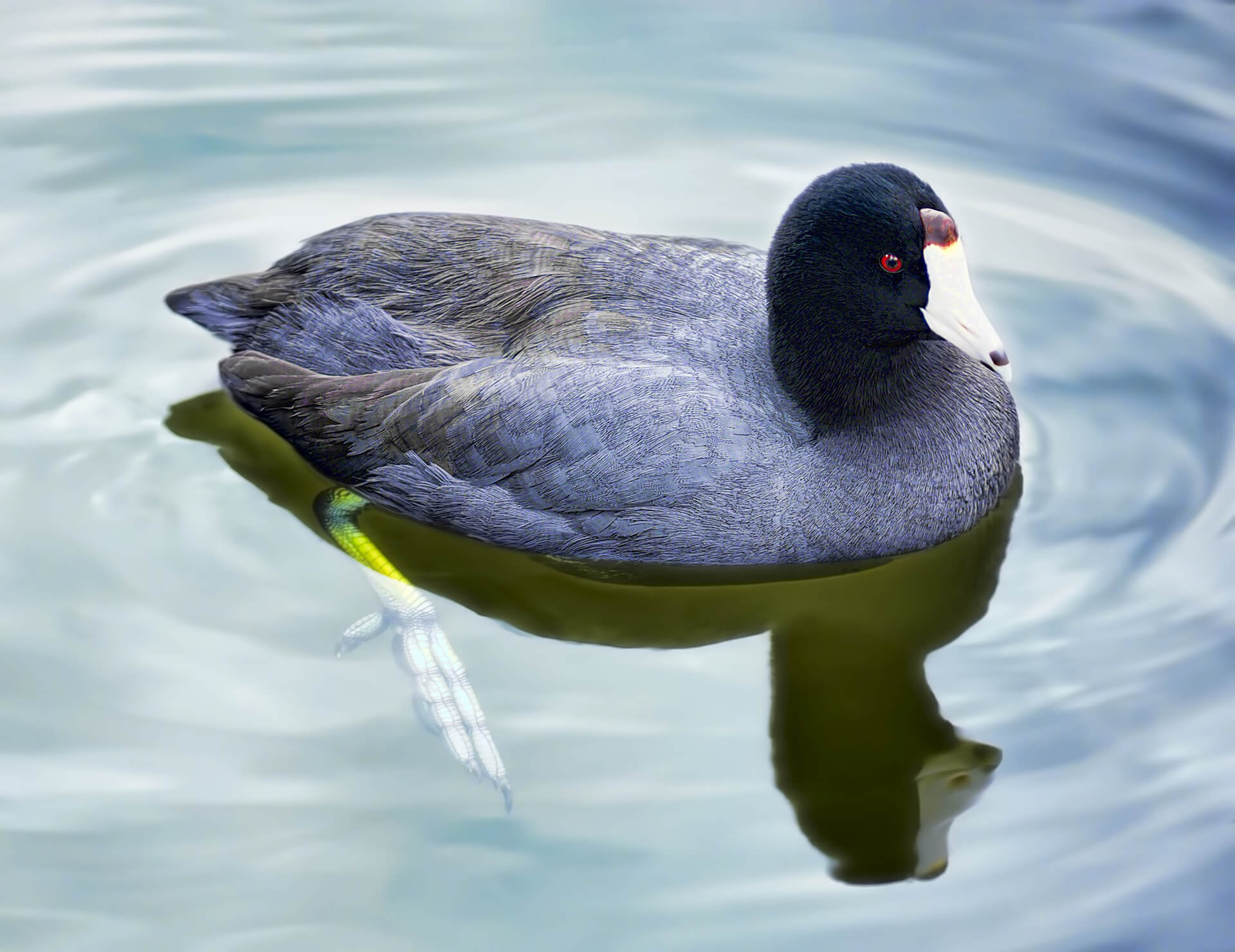 Coots