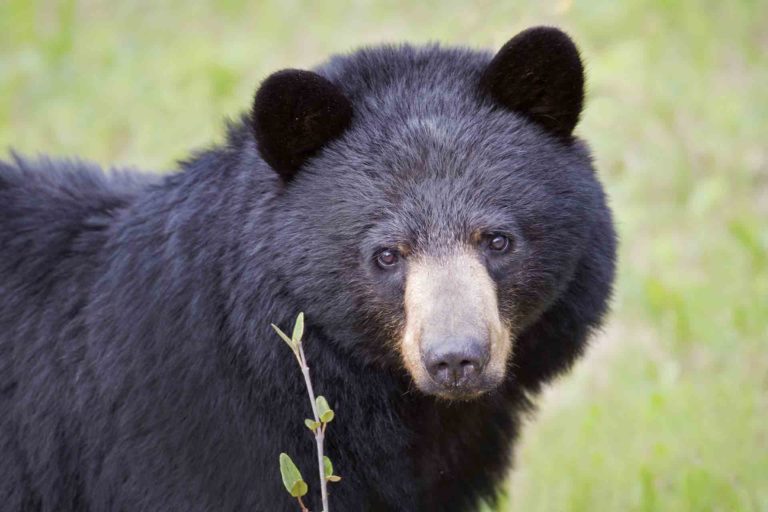 black bear